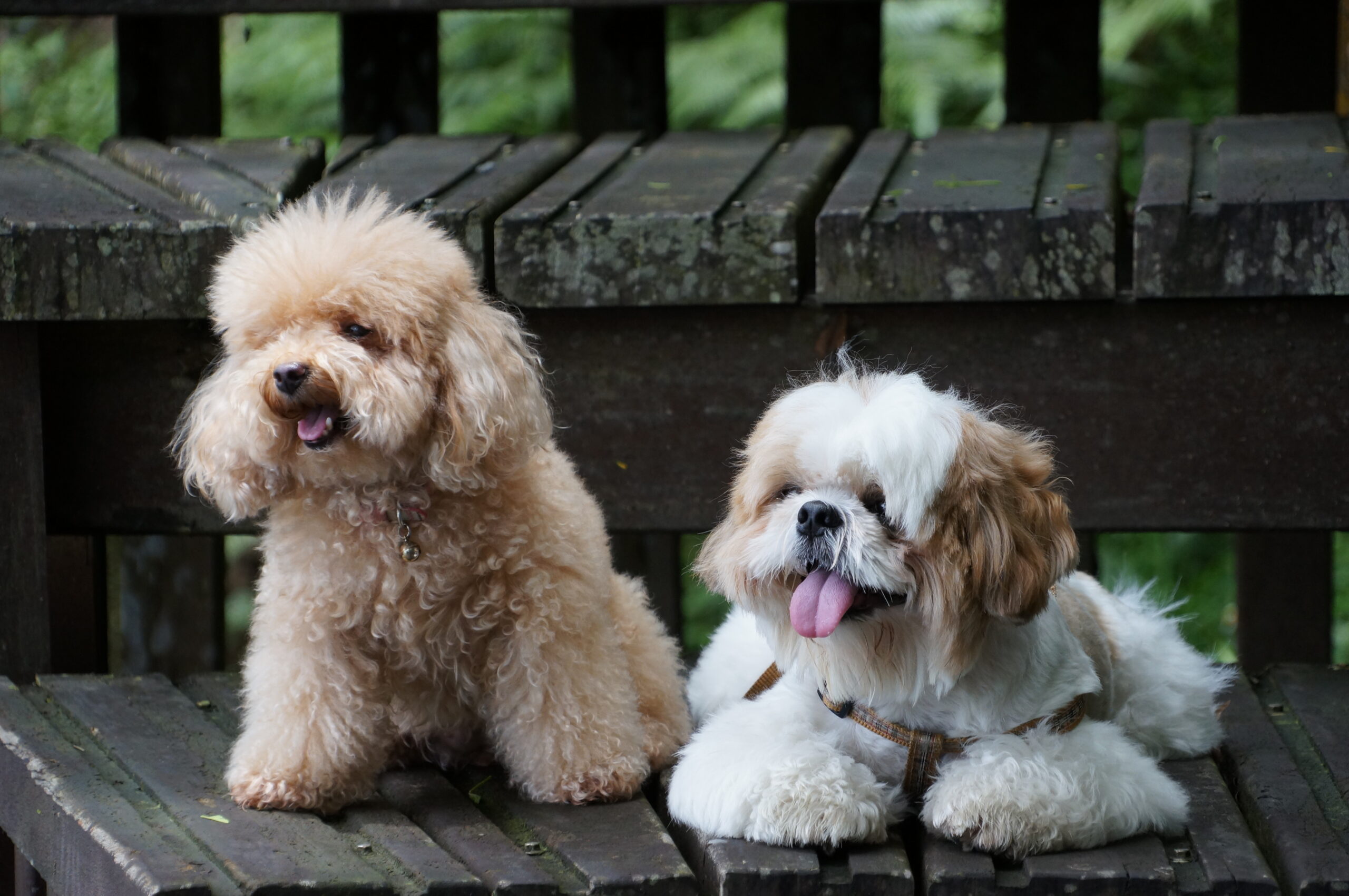 toy-poodle-scaled