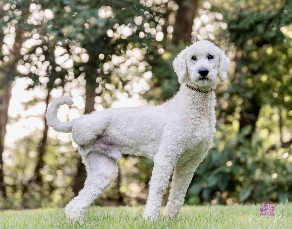 oscar4