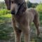 Simon